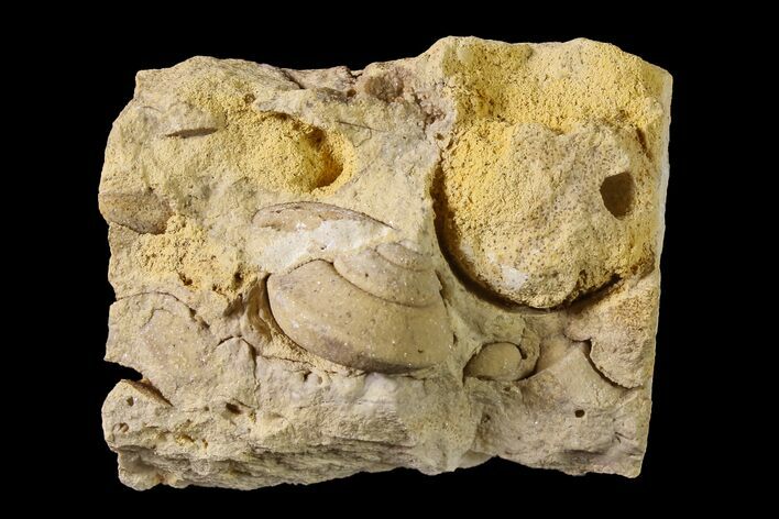 Ordovician Gastropod (Clathrospira) Fossil - Wisconsin #162976